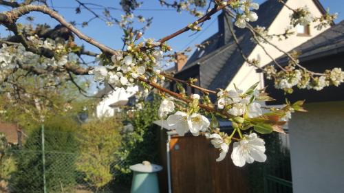Bad Salzig Apartment | Ferienwohnung Rheinzeit beim Toni mit Terrasse und Balkon mit Rheinblick