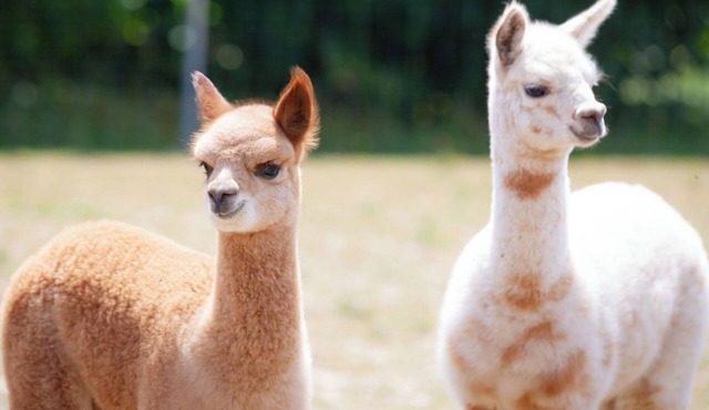 Cozy vacation apartment on the alpaca farm in Mohlsdorf-Teichwolframsdorf