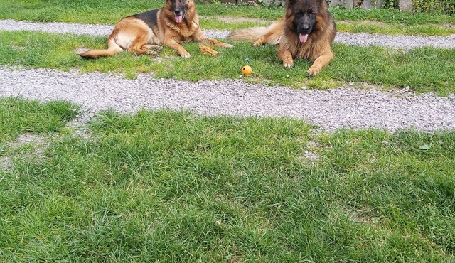 Feel-good oasis for master and dog in Königsee