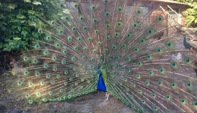 Pure relaxation at the enchanted peacock farm in Ostbevern