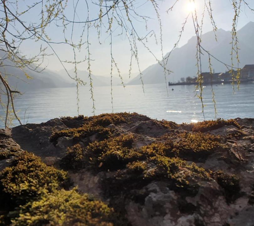 Photo of Others in Martisberg